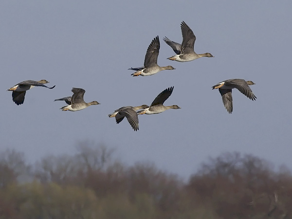 Metsähanhi, Bean Goose, Anser fabalis